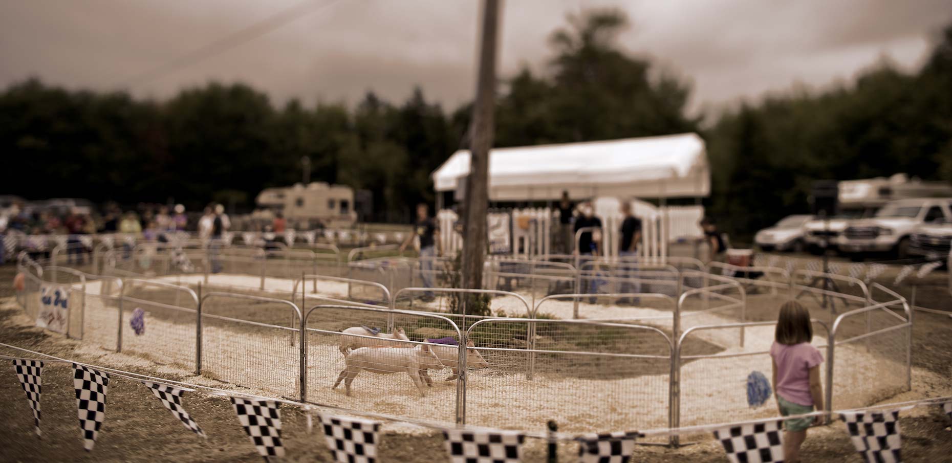 Blue Hill Fair - Pig Races